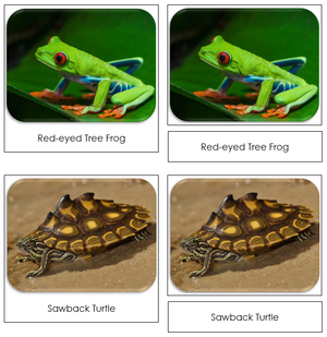 Frogs and Toads Safari Toob Cards - Montessori Print Shop