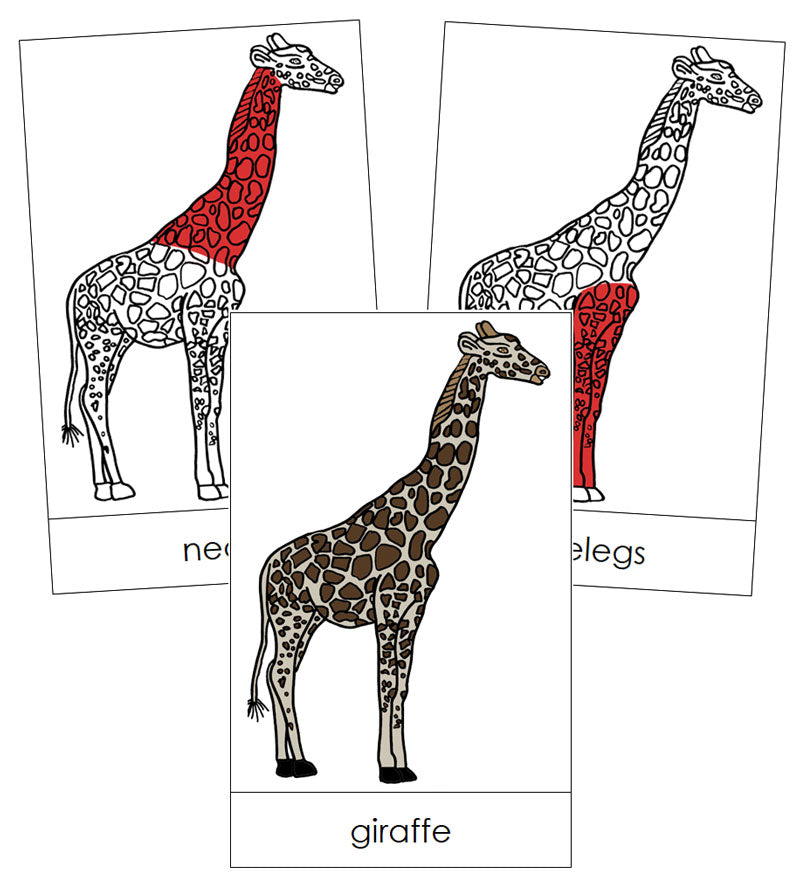 Giraffe Nomenclature Cards (red) - Montessori Print Shop