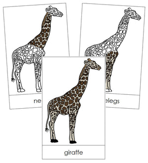 Giraffe Nomenclature Cards - Montessori Print Shop