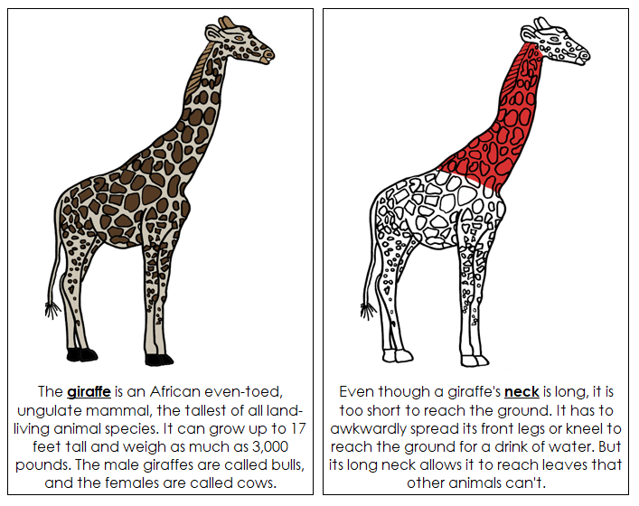 Parts of a Giraffe Nomenclature Book (red) - Montessori Print Shop