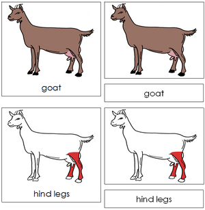 Goat Nomenclature 3-Part Cards (red) - Montessori Print Shop