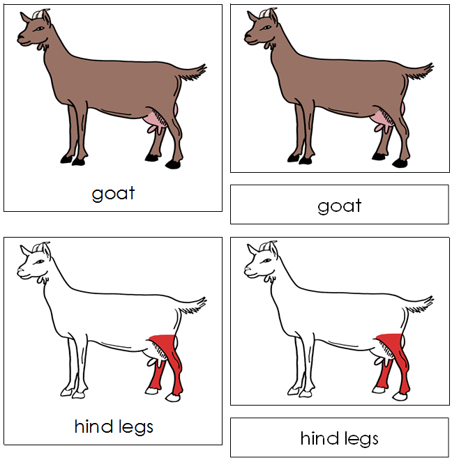 Goat Nomenclature Cards (red) - Montessori Print Shop