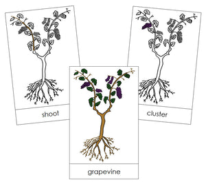 Grapevine Nomenclature Cards - Montessori Print Shop