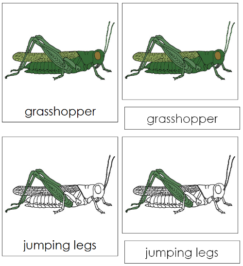 Grasshopper Nomenclature 3-Part Cards - Montessori Print Shop