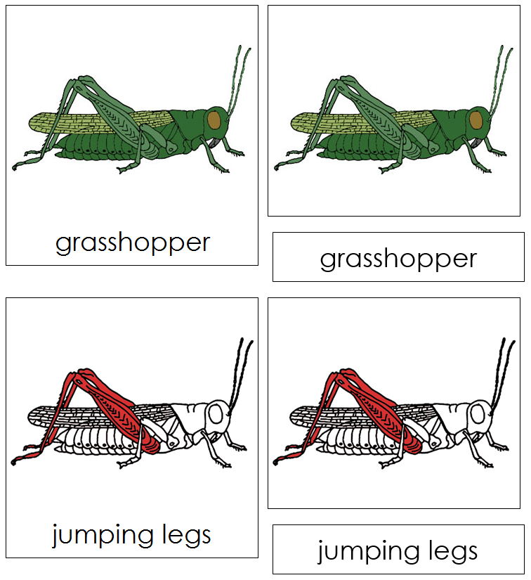 Grasshopper Nomenclature Cards (red) - Montessori Print Shop