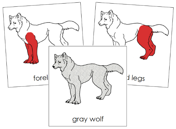 Gray Wolf Pictures To Print