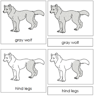 Gray Wolf Nomenclature 3-Part Cards - Montessori Print Shop