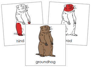 Groundhog Nomenclature - Cards (red)