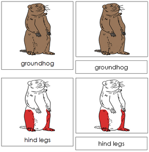 Groundhog Nomenclature 3-Part Cards (red) - Montessori Print Shop