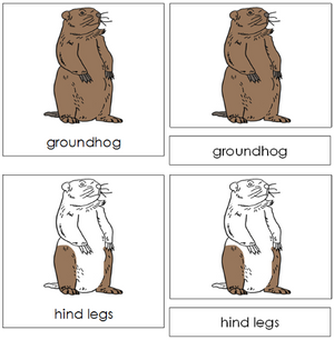 Groundhog Nomenclature 3-Part Cards - Montessori Print Shop