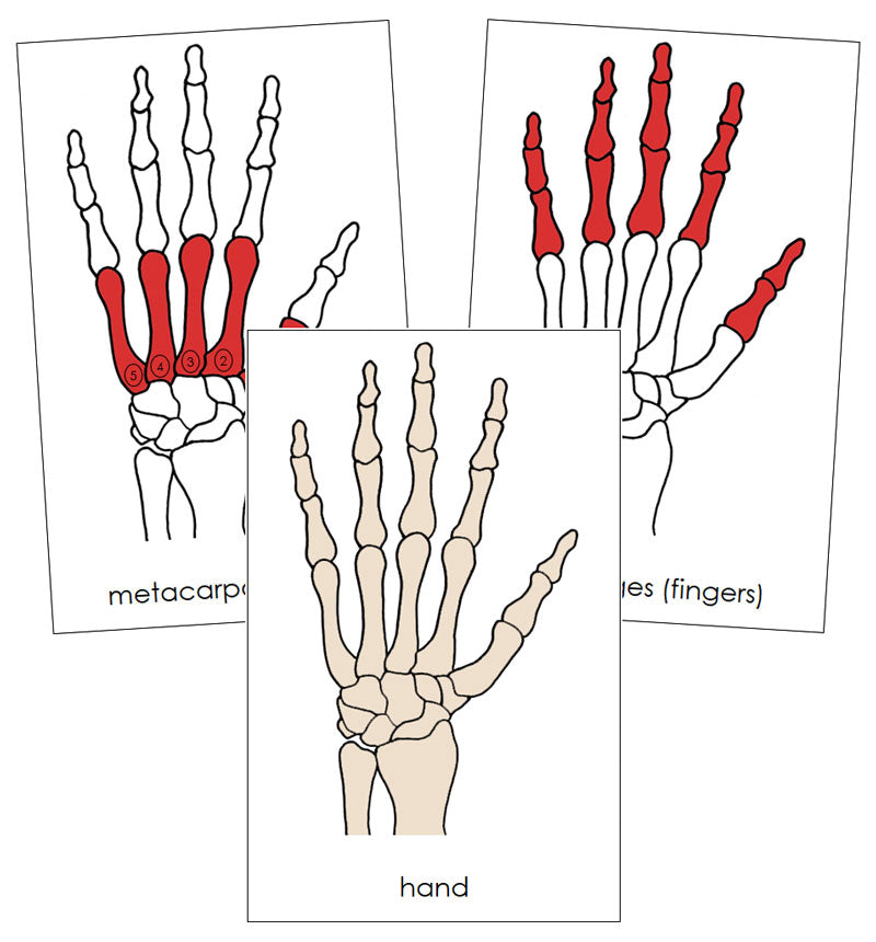 Hand Bones Nomenclature Cards - Montessori Print Shop