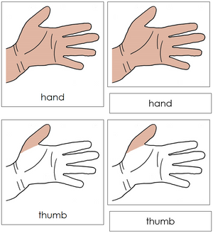 Hand Nomenclature 3-Part Cards - Montessori Print Shop