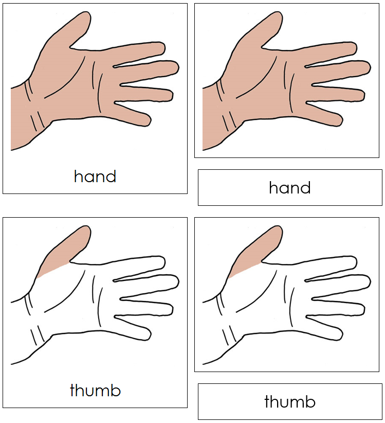 Hand Nomenclature Cards - Montessori Print Shop