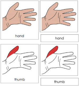 Hand Nomenclature 3-Part Cards (red) - Montessori Print Shop