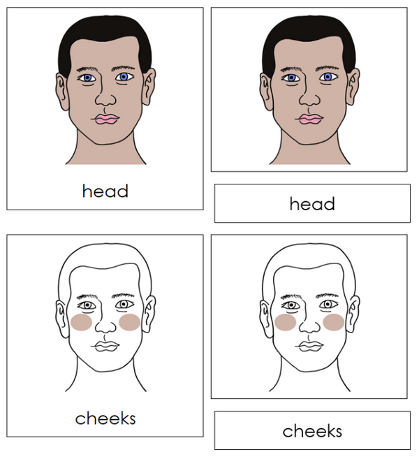 Body Head Example Parts of a Human Head Nomenclature Cards - Montessori Print Shop ...