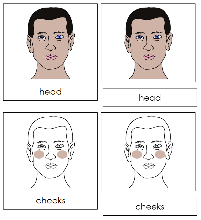 Head Nomenclature Cards - Montessori Print Shop