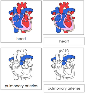 Human Heart Nomenclature 3-Part Cards - Montessori Print Shop