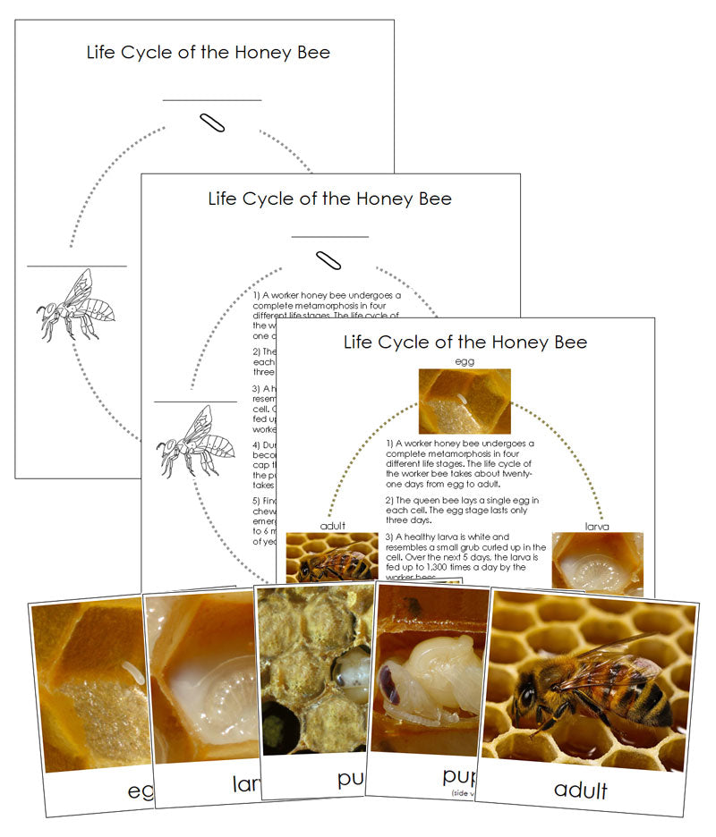 Complete Metamorphosis Bee