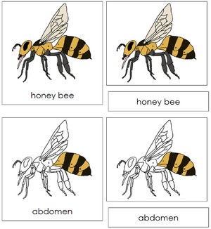Honey Bee Nomenclature 3-Part Cards - Montessori Print Shop