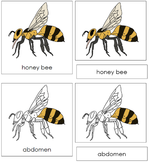 Honey Bee Nomenclature Cards - Montessori Print Shop