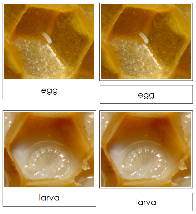 Honey Bee Life Cycle Nomenclature Cards & Charts - Montessori Print Shop