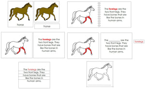 Horse Definition Set - Montessori Print Shop nomenclature