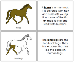 Horse Nomenclature Book - Montessori Print Shop