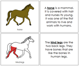 Horse Nomenclature Book (red) - Montessori Print Shop