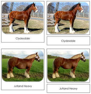 Horses Safari Toob Cards - Montessori Print Shop