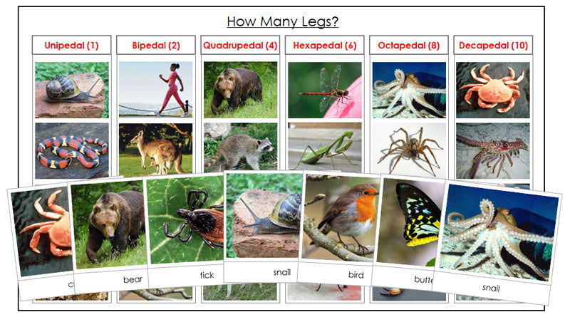 Animal's Legs Math Animals: How Many Legs? - Montessori Print Shop