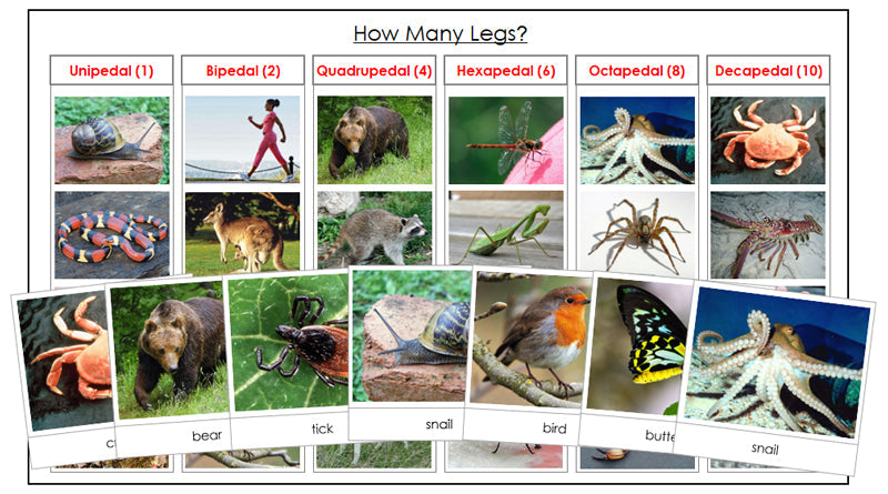 Animals: How Many Legs? - Montessori Print Shop zoology printable