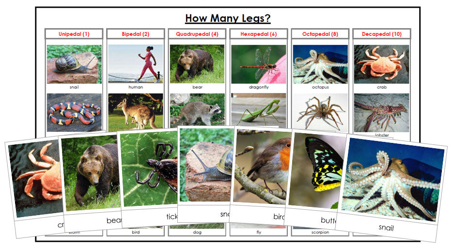 Animals: How Many Legs? - Montessori Print Shop zoology printable