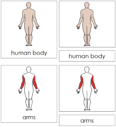 Human Body Nomenclature 3-Part Cards (red) - Montessori Print Shop