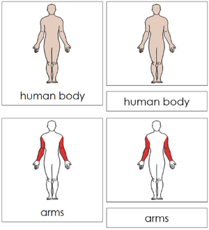 Human Body Nomenclature 3-Part Cards (red) - Montessori Print Shop