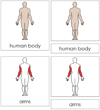 Human Body Nomenclature Cards (red) - Montessori Print Shop