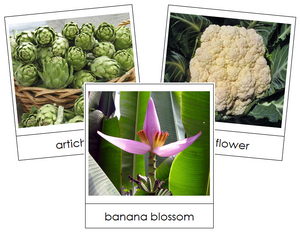 Inflorescent Vegetable Picture Cards - Montessori Print Shop