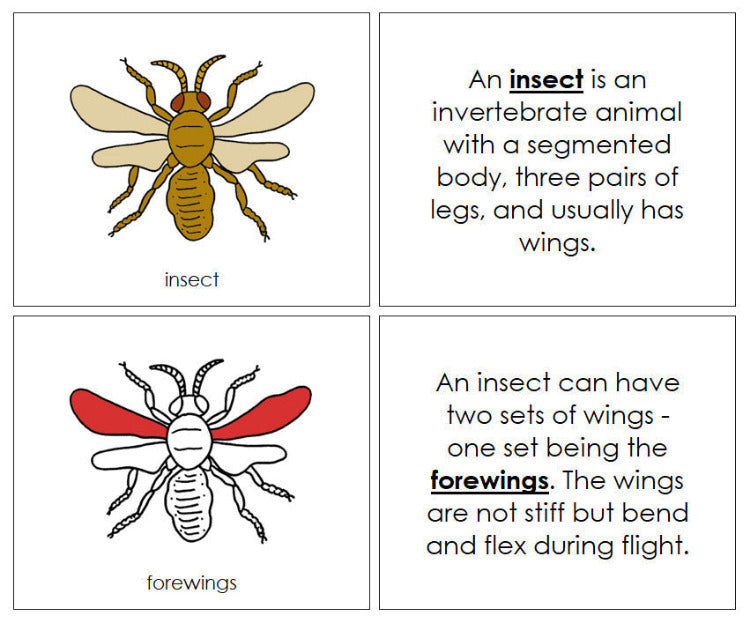Parts Of An Insect Printable