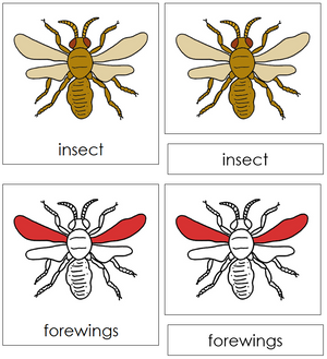 Parts of an Insect Nomenclature Cards (red) - Montessori Print Shop
