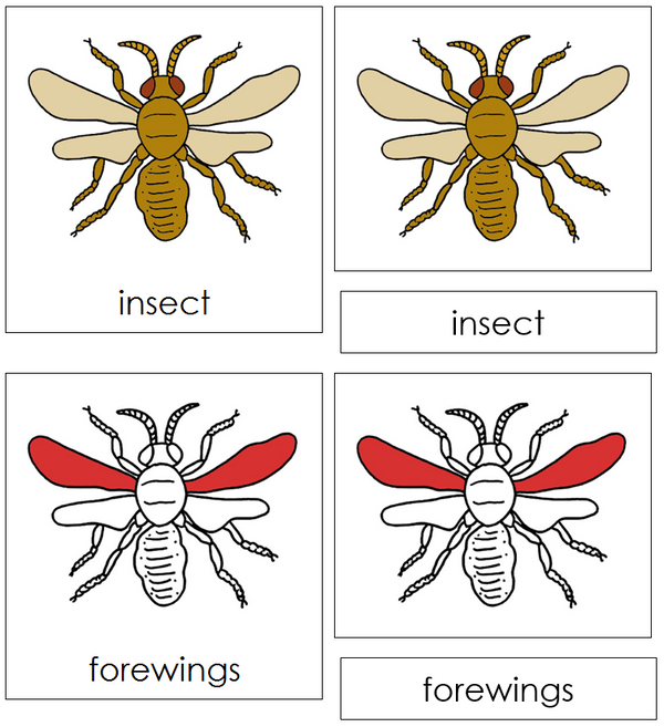 Parts of an Insect Nomenclature Cards (red) - Montessori Print Shop ...