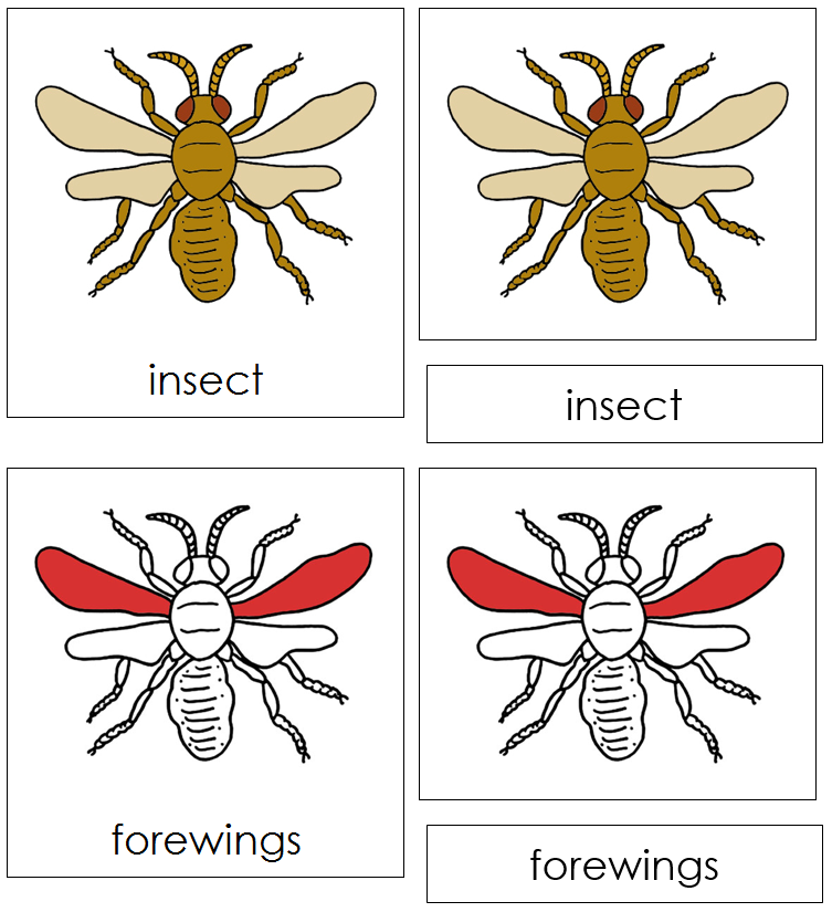 Insect Nomenclature Cards (red) - Montessori Print Shop