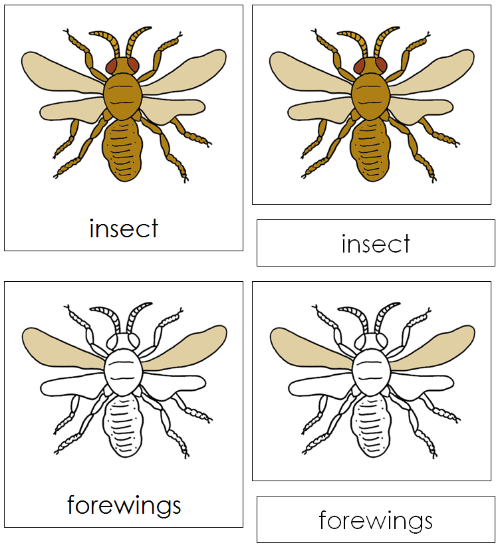 Insect Nomenclature 3-Part Cards - Montessori Print Shop