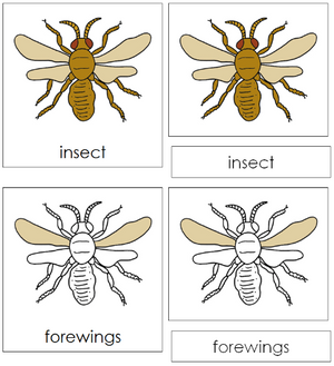 Insect Nomenclature 3-Part Cards - Montessori Print Shop