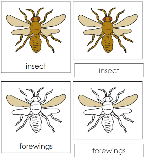 Insect Nomenclature Cards - Montessori Print Shop