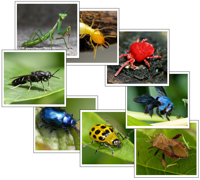 Insect Color Detection Insect Color Sorting Cards - Montessori Print Shop