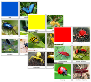 Insect Color Sorting Cards - Montessori Print Shop