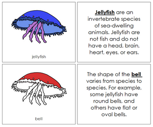 Parts of a Jellyfish Nomenclature Book (red) - Montessori Print Shop