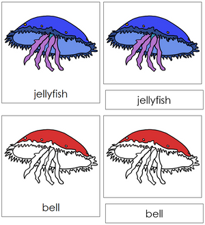 Jellyfish Nomenclature 3-Part Cards (red) - Montessori Print Shop