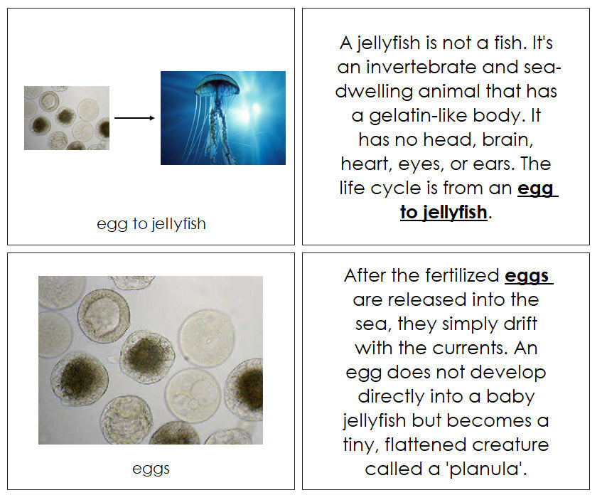 Jellyfish Life Cycle Nomenclature Book - Montessori Print Shop