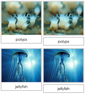 Jellyfish Life Cycle Nomenclature 3-Part Cards & Charts - Montessori Print Shop