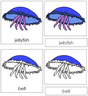 Jellyfish Nomenclature Cards - Montessori Print shop